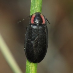 Ellychnia alexanderi