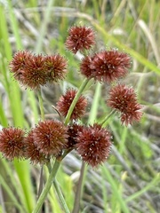 Juncus megacephalus