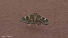 Desmia subdivisalis