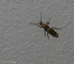 Belotus bicolor