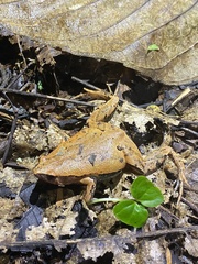 Hamptophryne boliviana