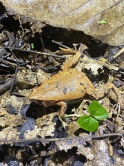 Hamptophryne boliviana