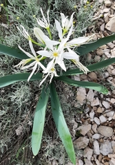 Pancratium illyricum