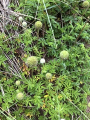 Acaena anserinifolia