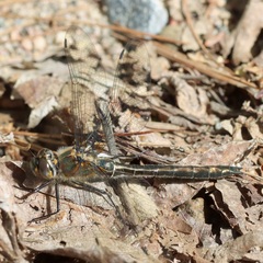 Cordulia shurtleffii