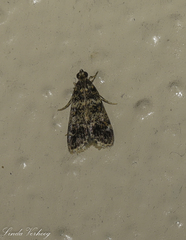Elophila responsalis