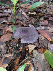 Cortinarius