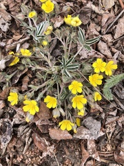 Potentilla concinna