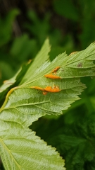 Triphragmium ulmariae