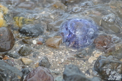 Cyanea lamarckii