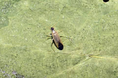 Phylus melanocephalus