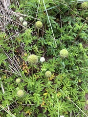 Acaena anserinifolia