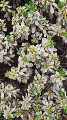 Thymelaea tartonraira