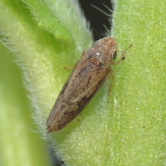 Graphocephala subrufa