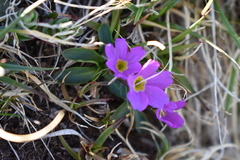 Primula angustifolia