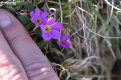 Primula angustifolia