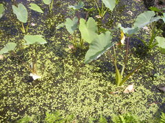 Azolla pinnata