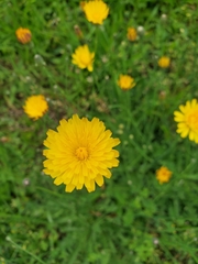 Hypochaeris radicata