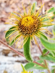Pallenis spinosa