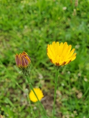 Hypochaeris radicata