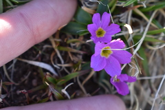 Primula angustifolia