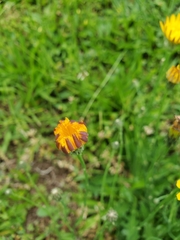 Hypochaeris radicata