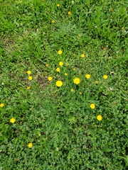 Hypochaeris radicata