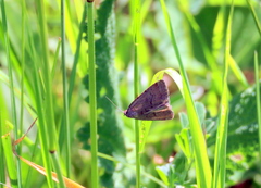 Acosmetia caliginosa