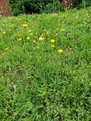 Hypochaeris radicata