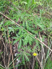 Potentilla heptaphylla