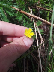 Potentilla heptaphylla