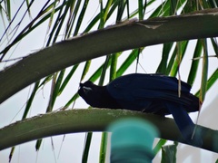 Cyanocorax caeruleus