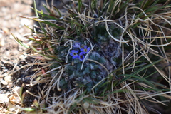 Eritrichium argenteum