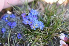 Eritrichium argenteum