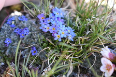 Eritrichium argenteum