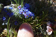 Eritrichium argenteum