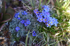 Eritrichium argenteum