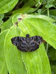 Ebrietas anacreon