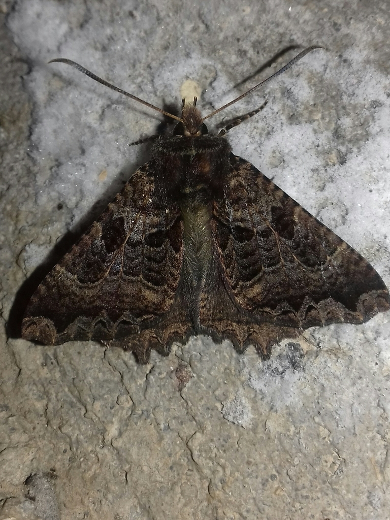 Anurapteryx insolita