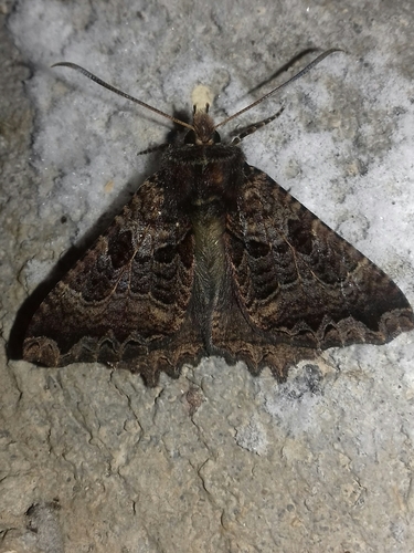 Sematuridae