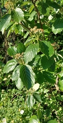 Karpatiosorbus seyboldiana