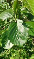 Karpatiosorbus seyboldiana