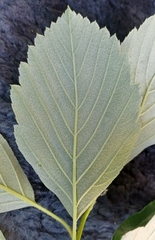 Karpatiosorbus seyboldiana