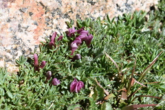 Trifolium nanum