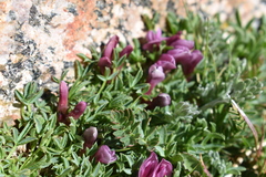 Trifolium nanum