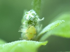 Acyrthosiphon