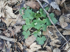 Ranunculus constantinopolitanus