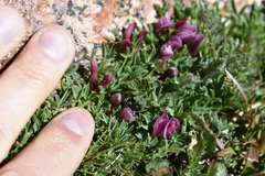 Trifolium nanum