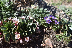 Primula angustifolia