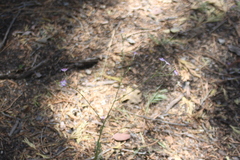 Gilia leptantha purpusii